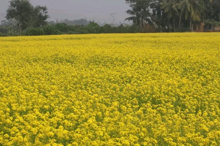 দিনাজপুরের হলুদ চাদরে ঢাকা ঘোড়াঘাটের মাঠ