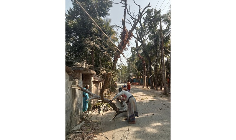 কালিগঞ্জের নাজিমগঞ্জ টু নূরনগর সড়কের দুই পাশে মরা শিশুফুল গাছ যেন মরণফাঁদ, দ্রুত অপসারণের দাবি