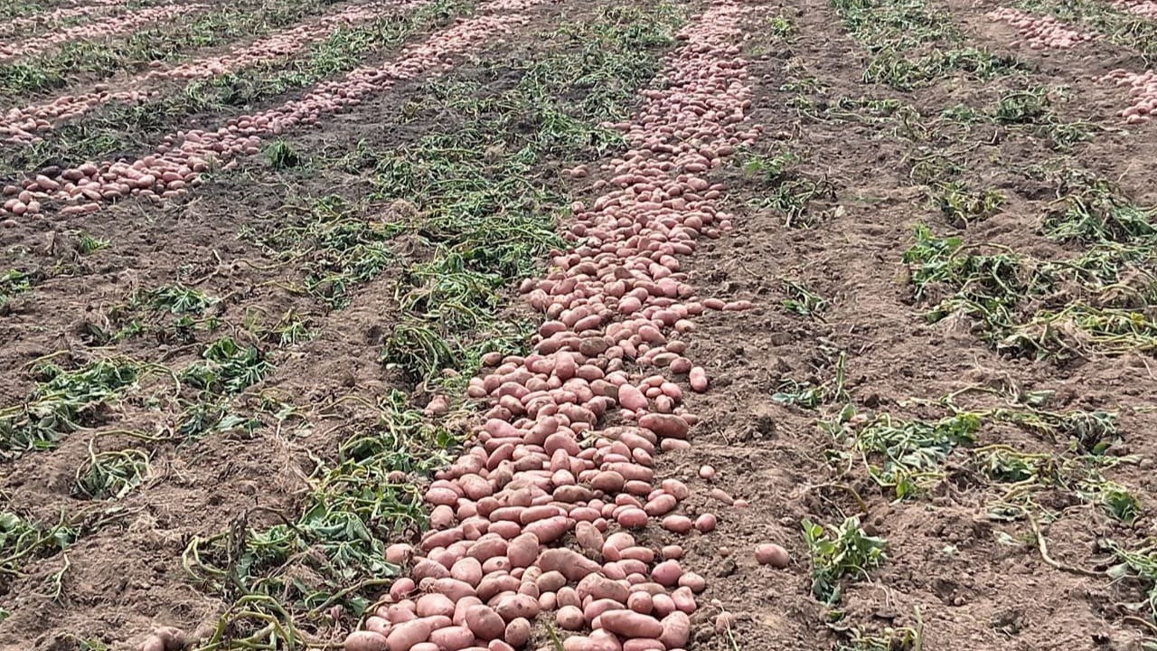 আলুর দামে ধস: ঘোড়াঘাটে লোকসানের মুখে দিশেহারা কৃষক