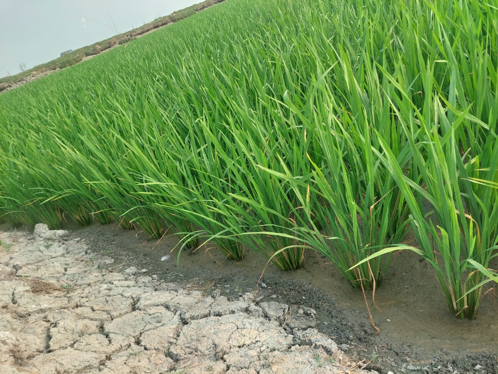 ডিজেল সংকটে সাতক্ষীরায় চলছে না কোন স্যালো মেশিন