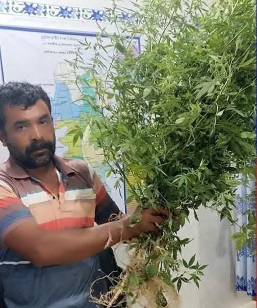 সাতক্ষীরার আশাশুনি পুলিশের অভিযানে গাঁজা গাছসহ একজন গ্রেপ্তার
