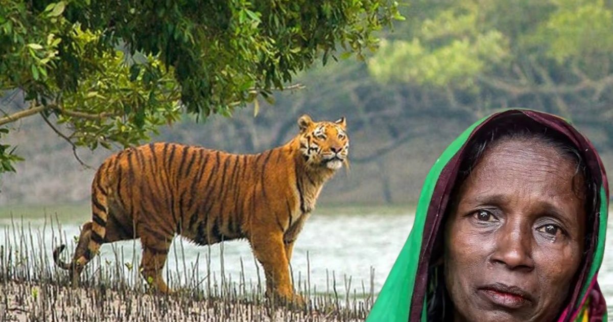 উপকূলের ‘বাঘ-বিধবা’দের ঈদ