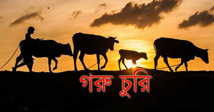 ঘোড়াঘাটে যুবককে জিম্মি করে ৩টি গরু লুট