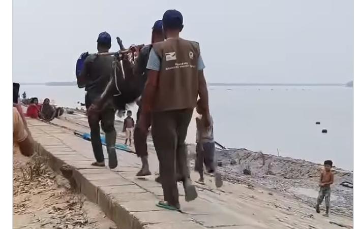 সুন্দরবন থেকে ভেসে আসা বন্য শুকর উদ্ধার, বনেই অবমুক্ত