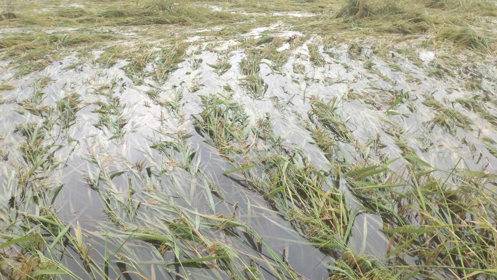 ঘোড়াঘাটে কালবৈশাখীর তাণ্ডব: লণ্ডভণ্ড ফসলের মাঠ