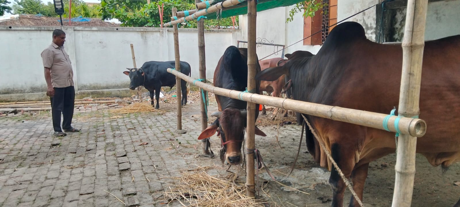 খালেদা জিয়ার রূহের মাগফিরাত কামনায় মোংলায় ৯ গরু কোরবানির ঘোষণা