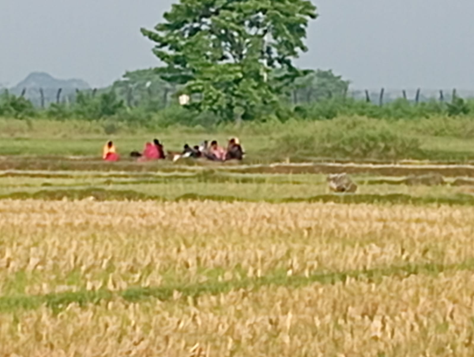 বেনাপোল সাদিপুর সীমান্ত দিয়ে ১০/১২ জনকে বাংলাদেশে ঠেলে পাঠালোর চেষ্টা বিএসএফ এর ।