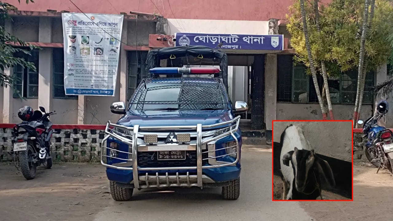 ঘোড়াঘাটে ছাগলসহ আটক চোরকে ‘রাজনৈতিক প্রভাবে’ ছেড়ে দেওয়ার অভিযোগ!