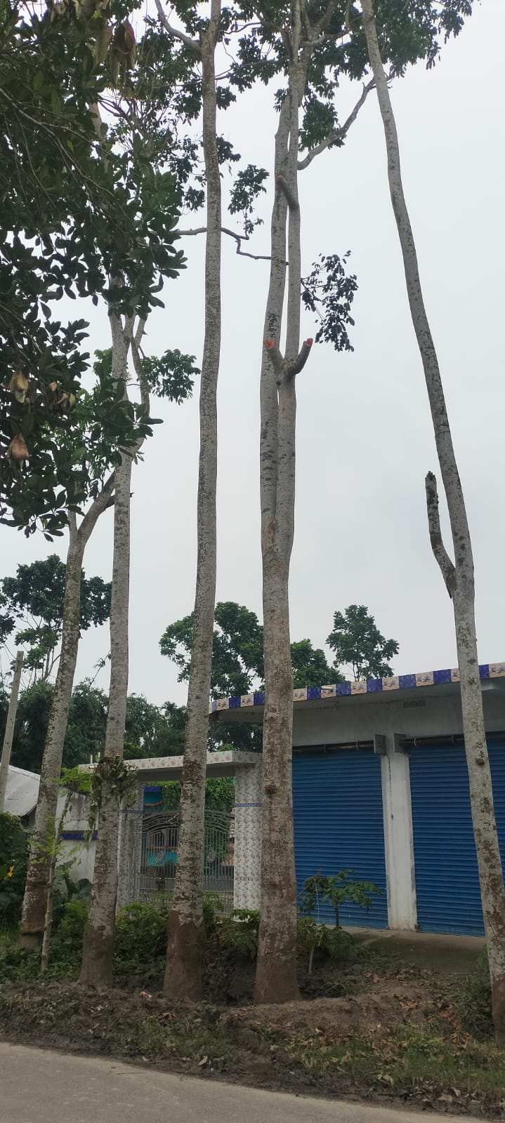 কলারোয়ায় সরকারি গাছ আত্মসাতের চেষ্টা, এলাকাবাসীর বাধায় পণ্ড